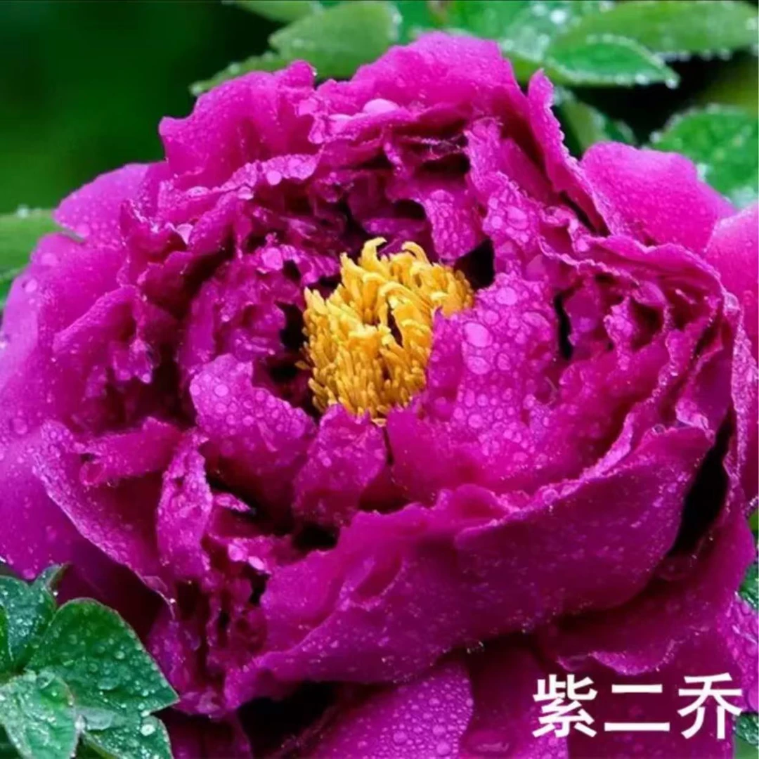 大牡丹紫色系品种直播间专属链接【5个叉头以上】