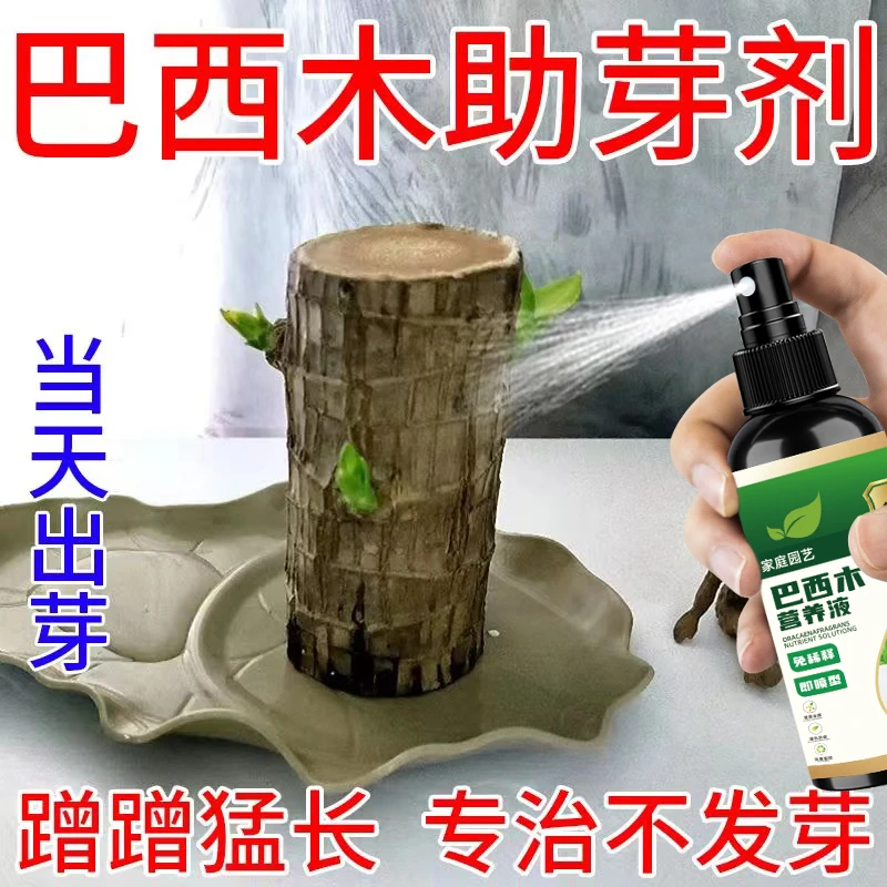 巴西木营养液专用促芽剂促发芽开花助生长生根治不发芽肥料生长液