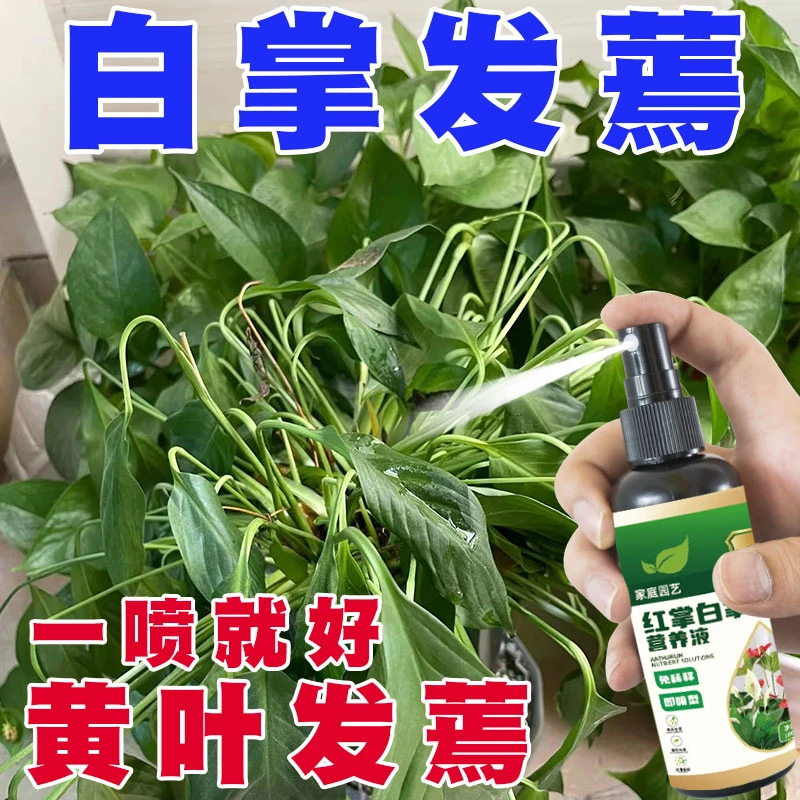 白掌营养液【拯救发蔫】催花促开花专治黄叶枯萎专用液体肥