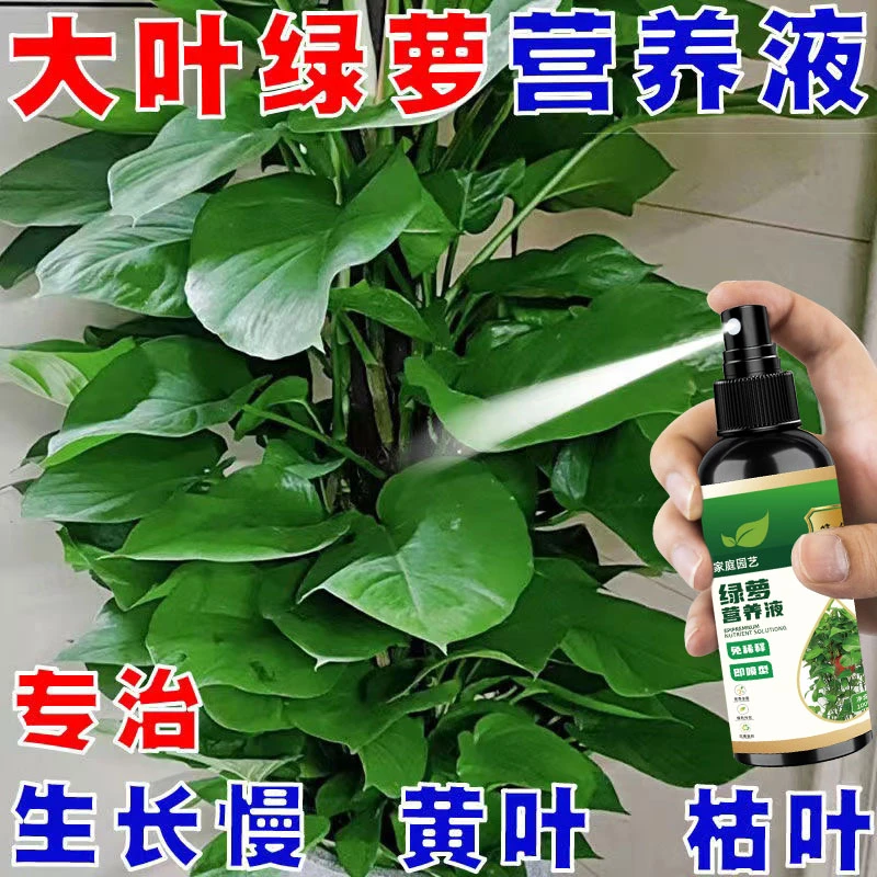 【四季不黄叶】大叶绿萝栀子花营养液枯叶烂根免稀释直喷增绿促生