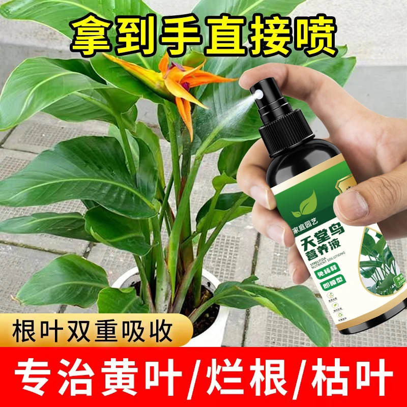 天堂鸟促进肥料催新叶防黄叶卷边开裂急救治黄叶烂叶免稀释