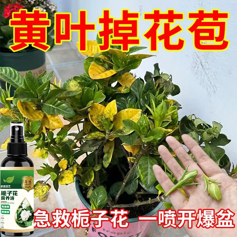 【一喷全冶】栀子花营养液防黄叶烂根生长缓慢掉花苞催开花专用肥