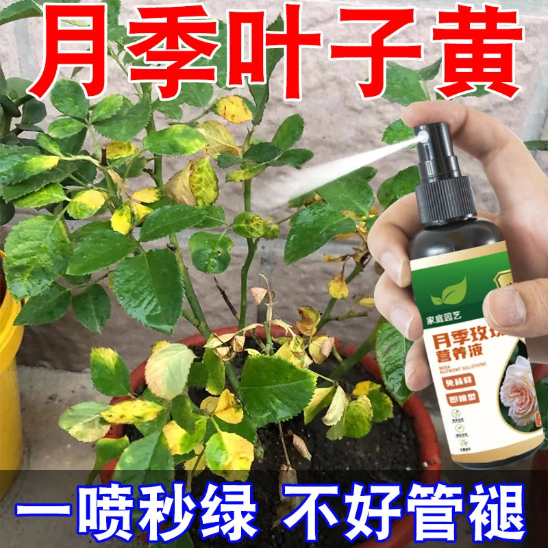 月季花病虫害通用药月季玫瑰专用营养液冶黄叶烂叶防黑斑壮根促开