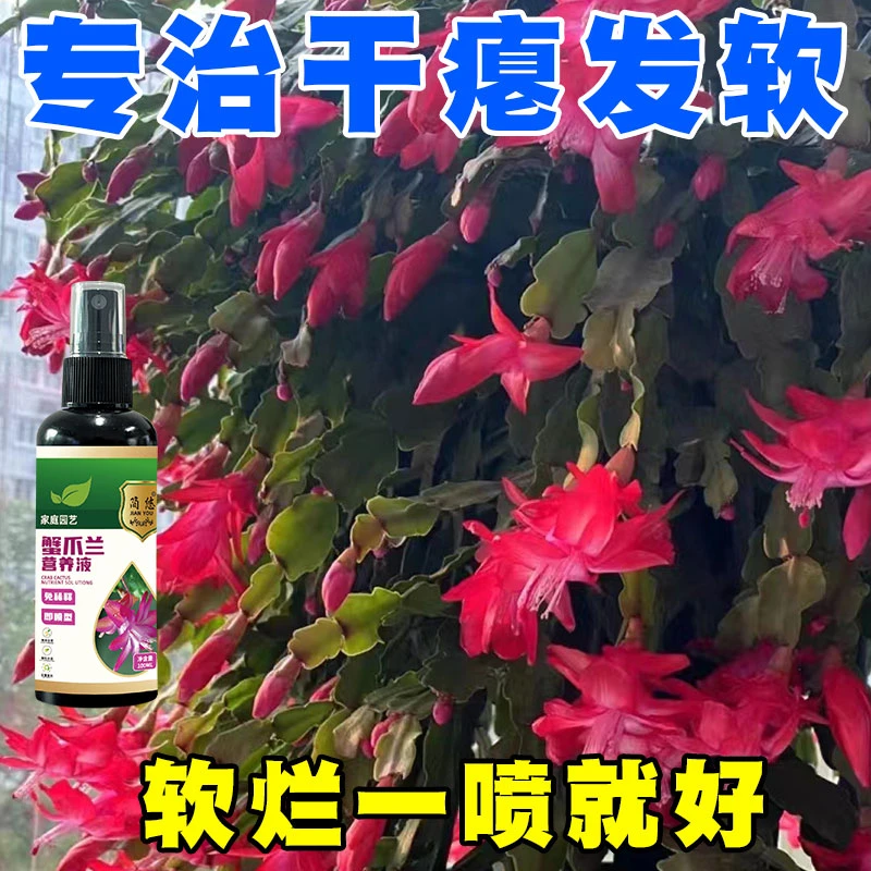 蟹爪兰【干蔫急救】专用营养液防黄叶烂根不开花免稀释生长液体花肥