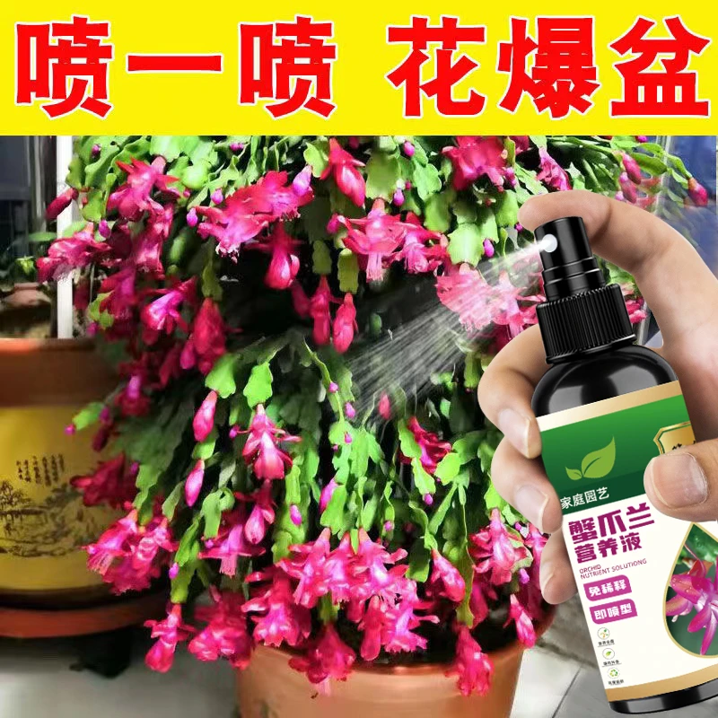 【急救】养花蟹爪兰专用营养液催花肥料拯救叶子发蔫变软开花爆盆