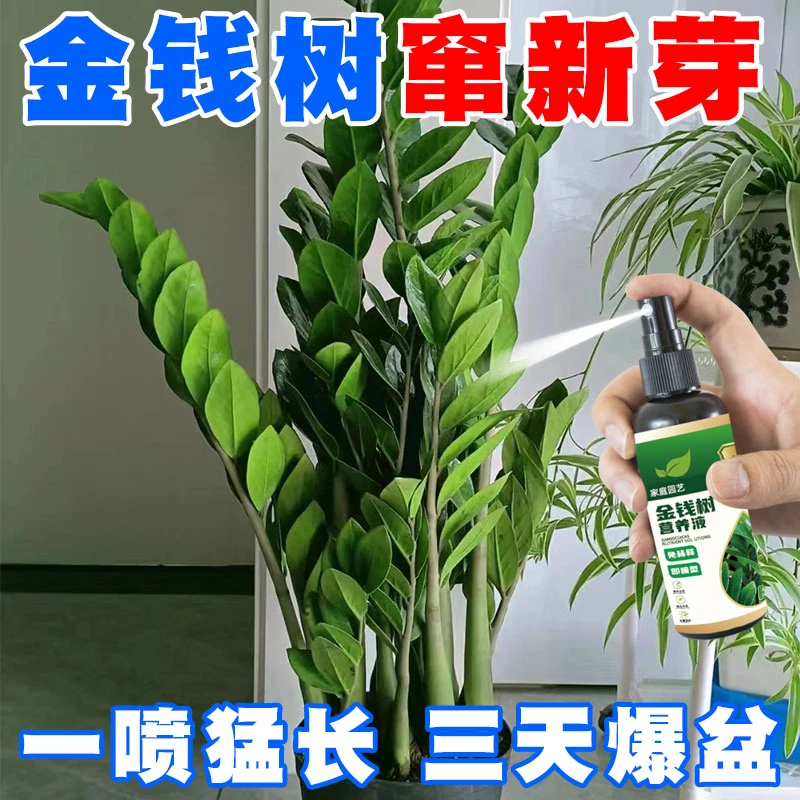 金钱树烂根黑斑病专用营养液黄叶干尖防枯萎状根通用花肥植物喷施