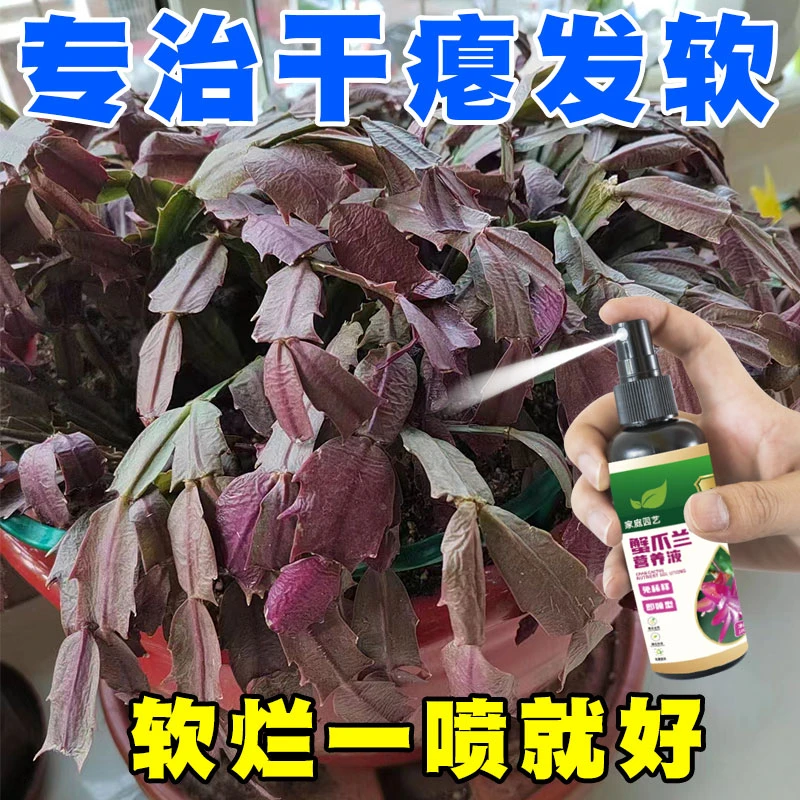 蟹爪兰营养液通用型 免稀释 赠送运费险 一瓶多用 花卉绿植通用款
