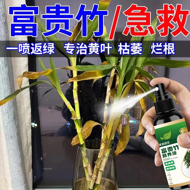 【急救】富贵竹营养液专治黄叶烂根一喷绿水培植物通用新型肥料