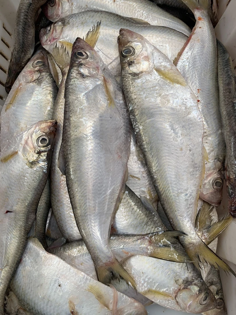 青岛新鲜  大白鳞鱼快鱼五斤5条或6条，有软刺大个）