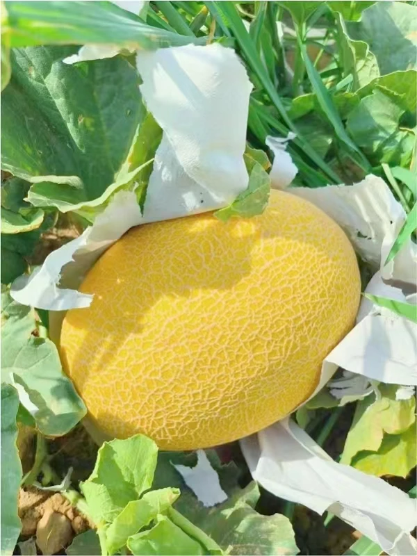 【新疆直发 金色年华】新疆密瓜哈密瓜 5-10斤包邮  一