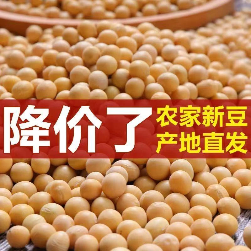 黄豆批发大豆东北非转基因农家自种黑龙江大豆生豆芽打豆浆豆