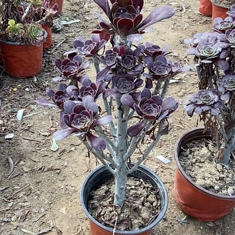 7号链接原液黑法师多肉