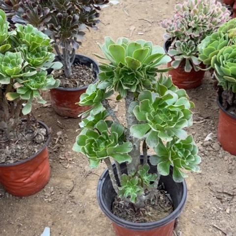 12号链接原始绿多肉