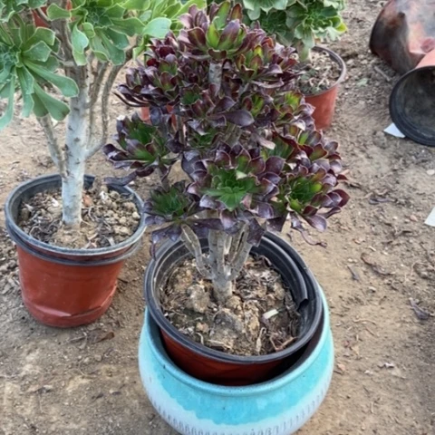 6号链接三色堇多肉