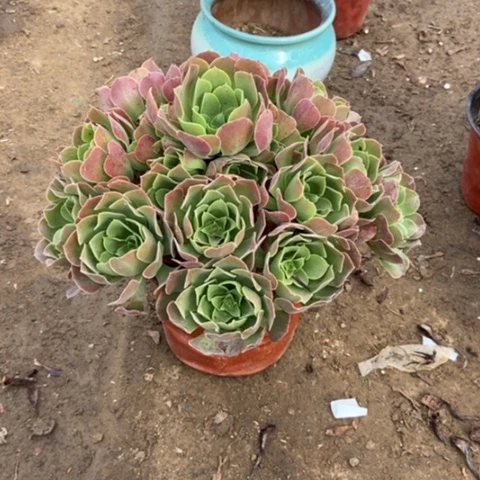 5号链接柠檬玫瑰多肉