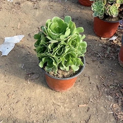 11号链接绿，杨荣多肉