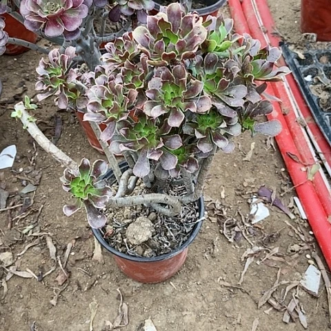 刘****08号链接辉法师多肉