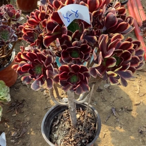 c****68号链家欧嘉莉大佬装多肉