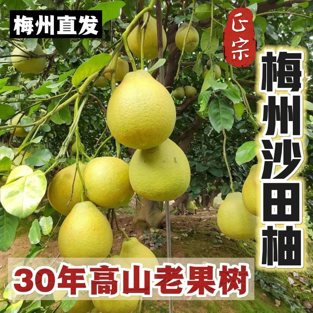 【送货上门】正宗梅州沙田柚高山老树金柚应季水果梅州原产地批量价