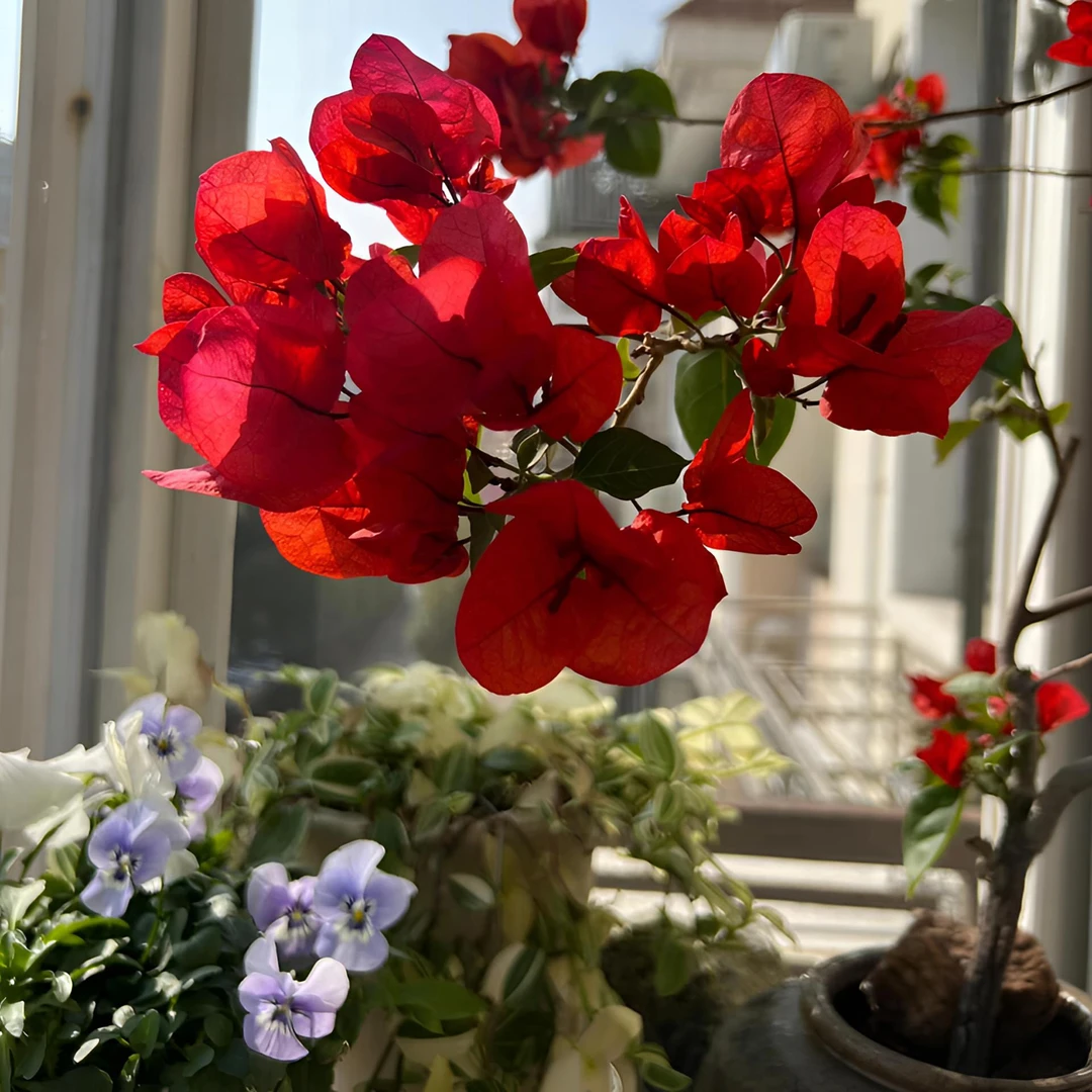 sanjiaomei/三角梅中国红 云南紫  软盆三角梅盆栽庭院种植养护