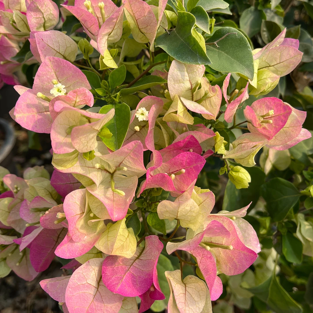 迷你小彩花三角梅  盆栽花卉 庭院观赏爬藤爬墙