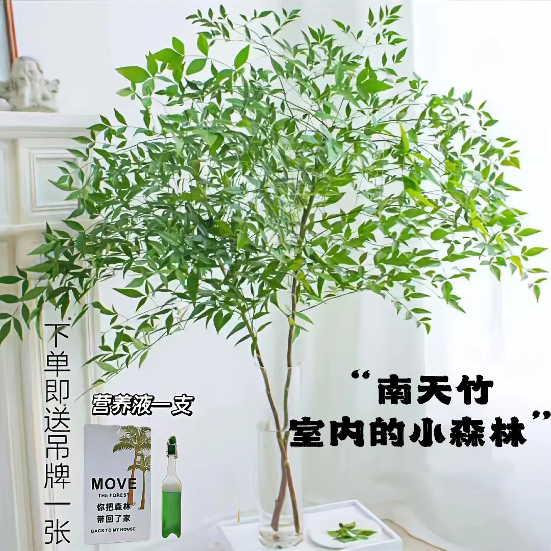 南天竹水培绿植春季生命观赏客厅室内颜色优雅优美季节下单家里