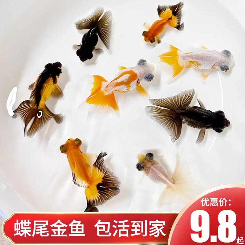 熊猫蝶尾金鱼活冷水鱼小型淡水观赏鱼泰狮子小金鱼苗活鹤顶红金鱼