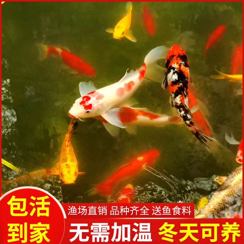 锦鲤活鱼正红黄金长尾蝴蝶鲤鱼淡水冷水观赏鱼活好养易活红鲤鱼苗