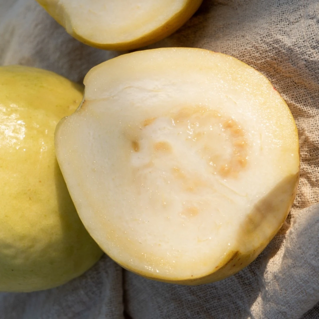 广西白心芭乐番石榴与同辉