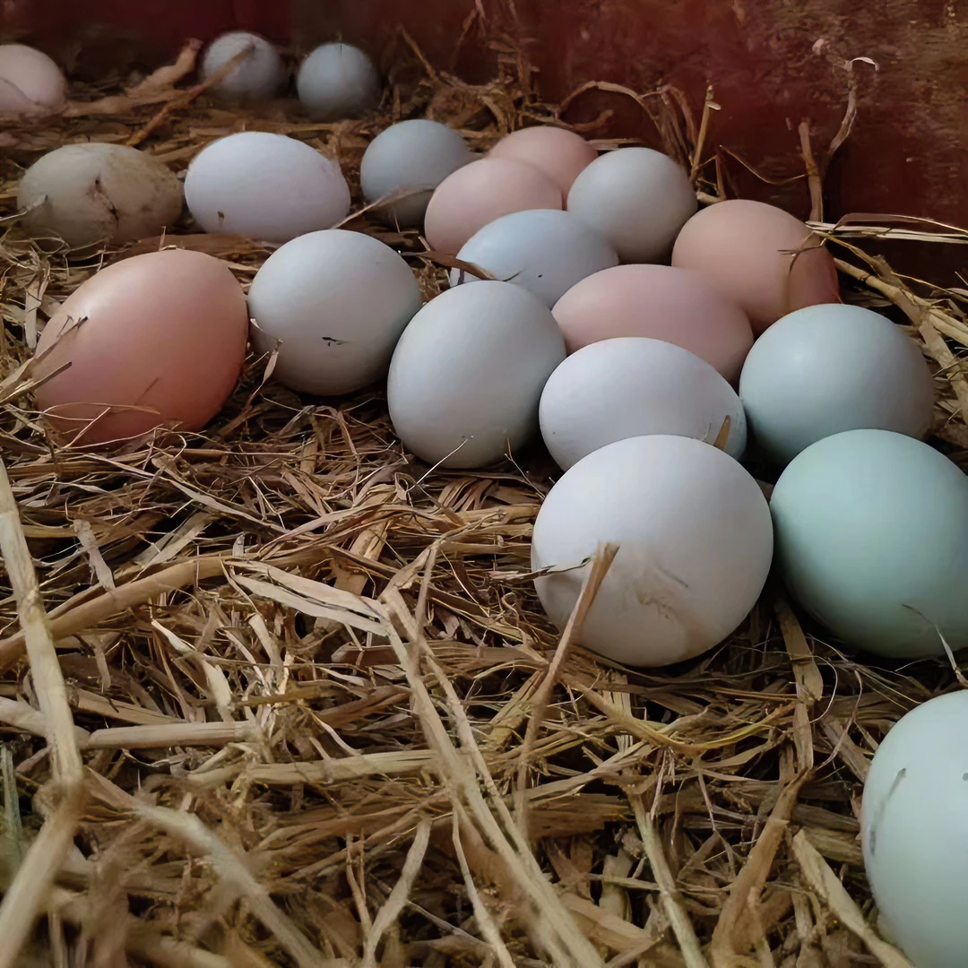 农家土鸡蛋散养绿壳乌鸡蛋优质农产品食用安全自产自销嫩滑可口