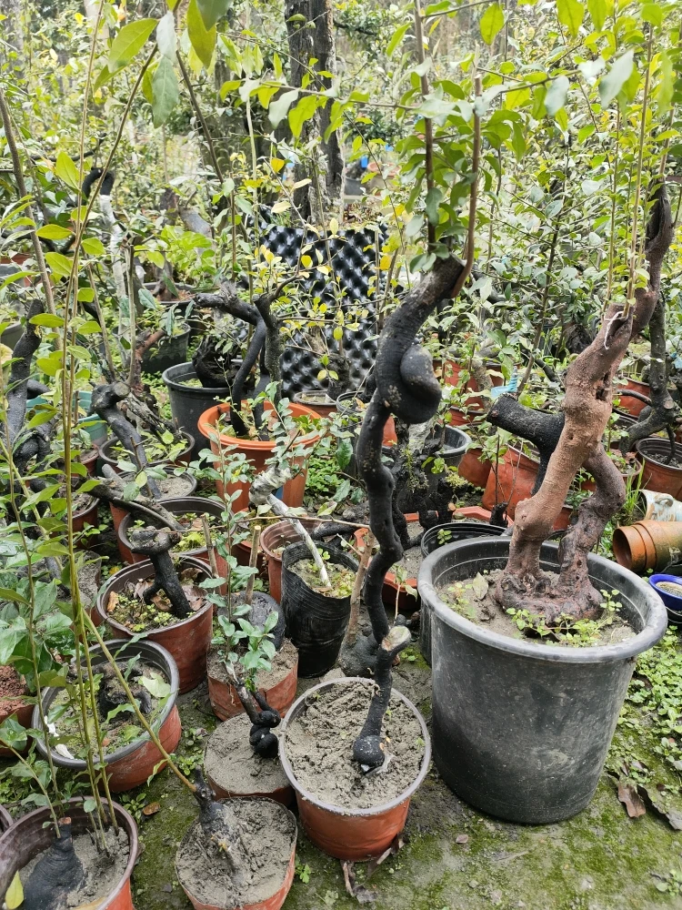 花卉园艺盆栽植物
