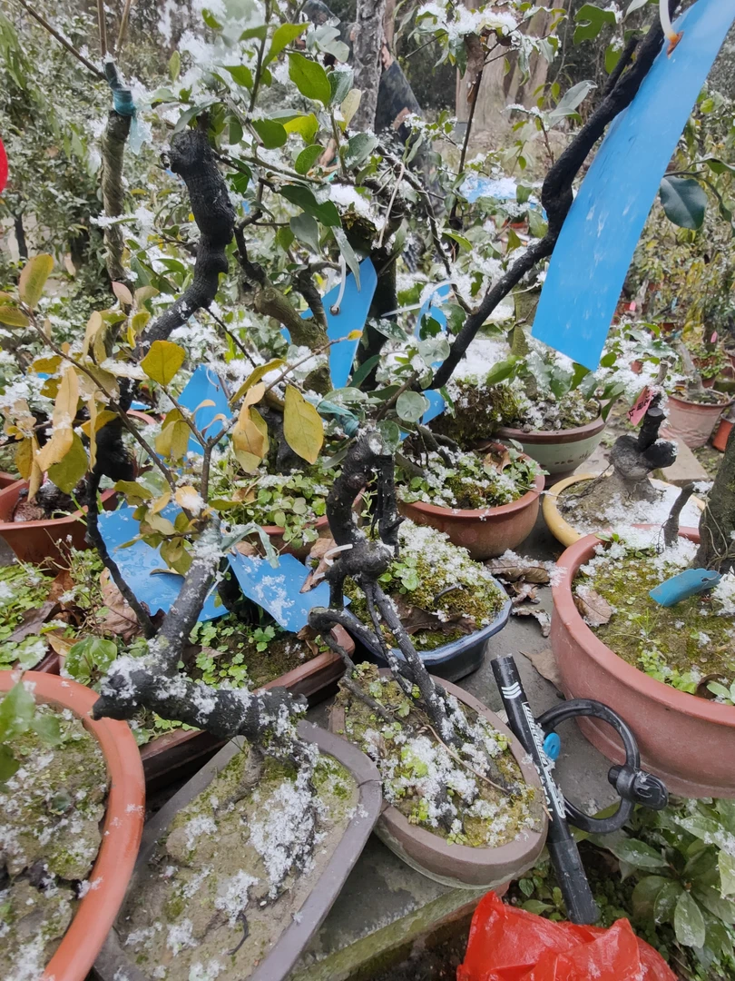 花卉盆栽园艺植物