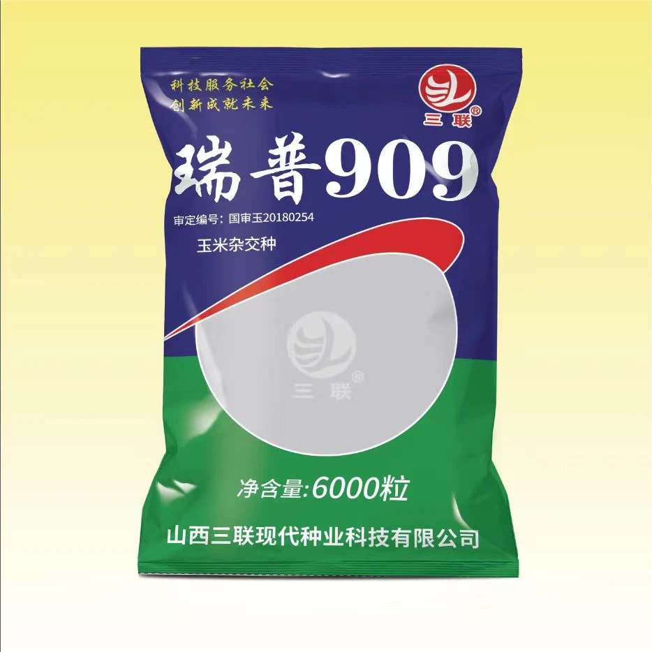 丫4斤七两瑞普909玉米种子