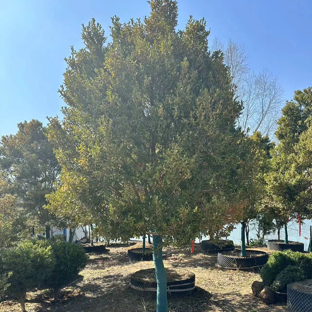 瓜子黄杨大型盆景