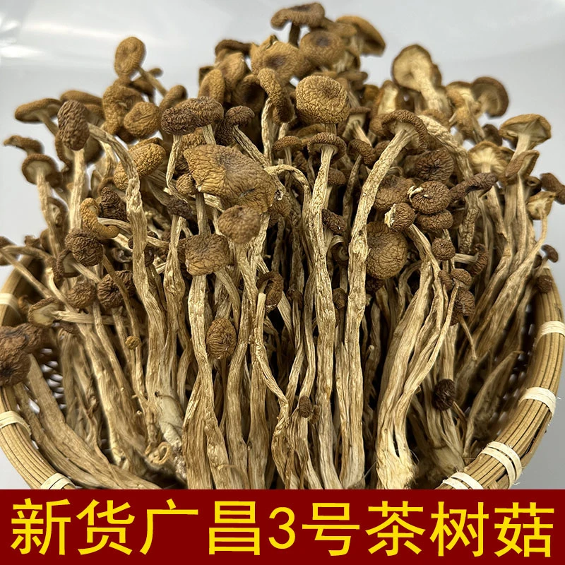 江西特产广昌剪根茶树菇新货不开伞新鲜剪脚干茶树菇干货