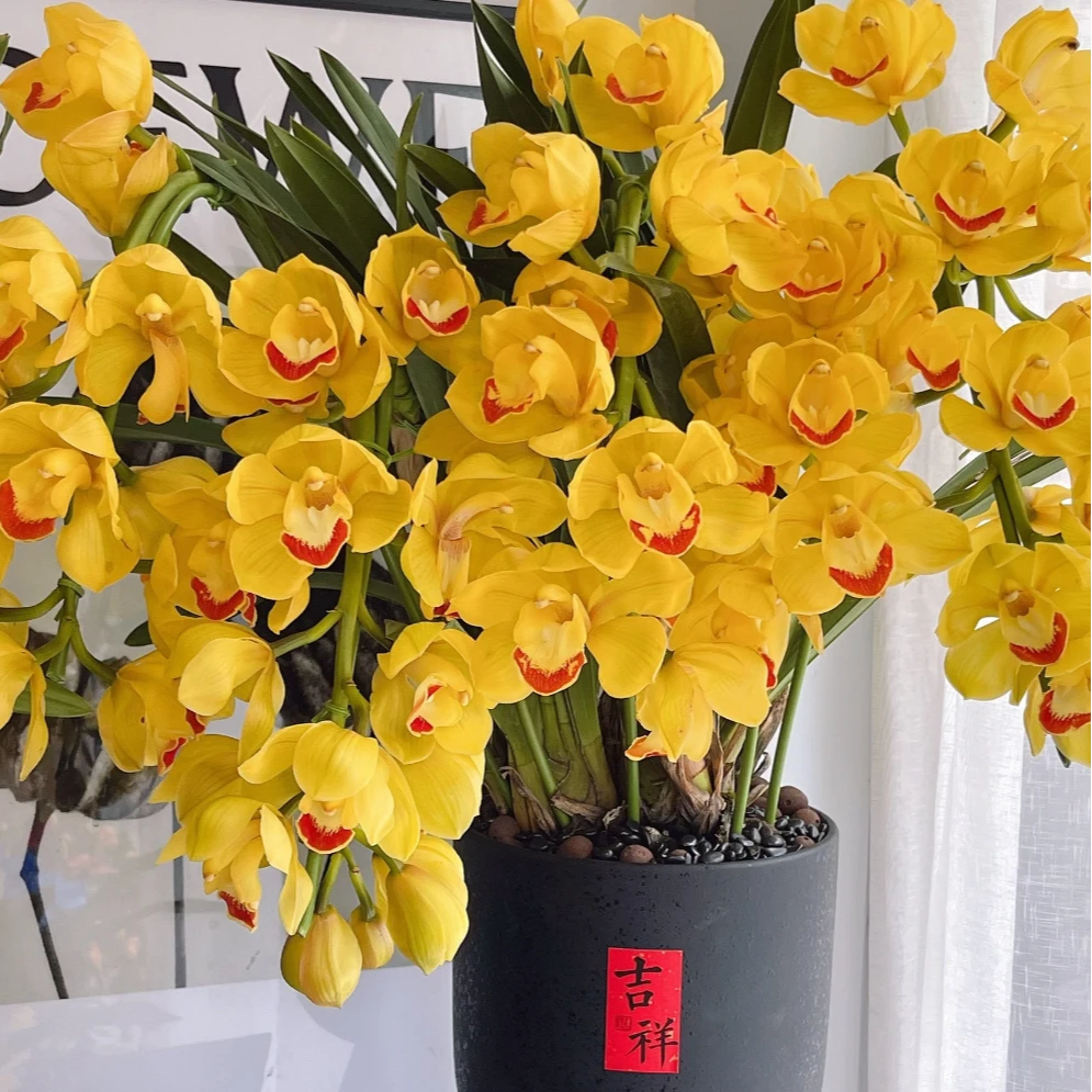 【金光蕙兰】高端大花蕙兰带花苞高级年（0°以下拍保温棉不拍不售后）