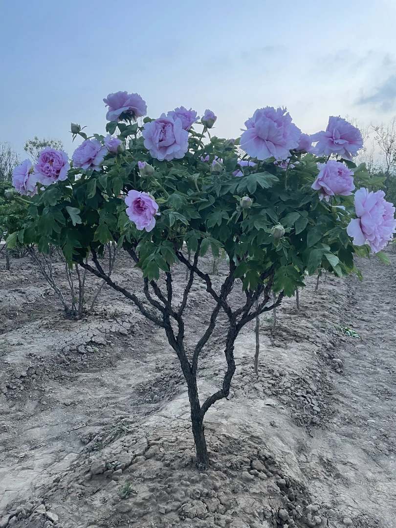 五十年晴天粉牡丹粉色大花千层起楼菏泽基地直发一物一拍