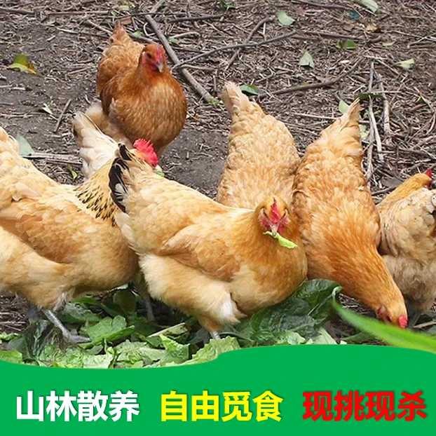 （改价1）皖南山区正宗散养跑山鸡老母鸡现杀直播间现挑选顺丰包邮