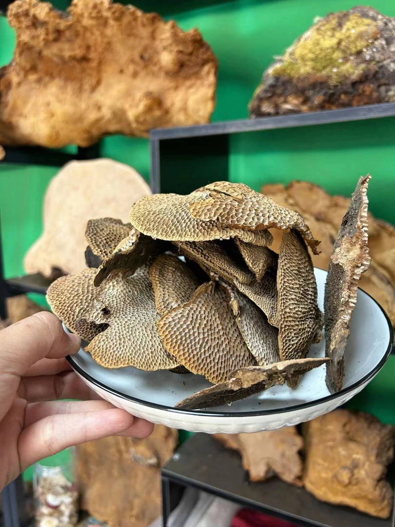 深山老林 蜂窝芝 山货菌