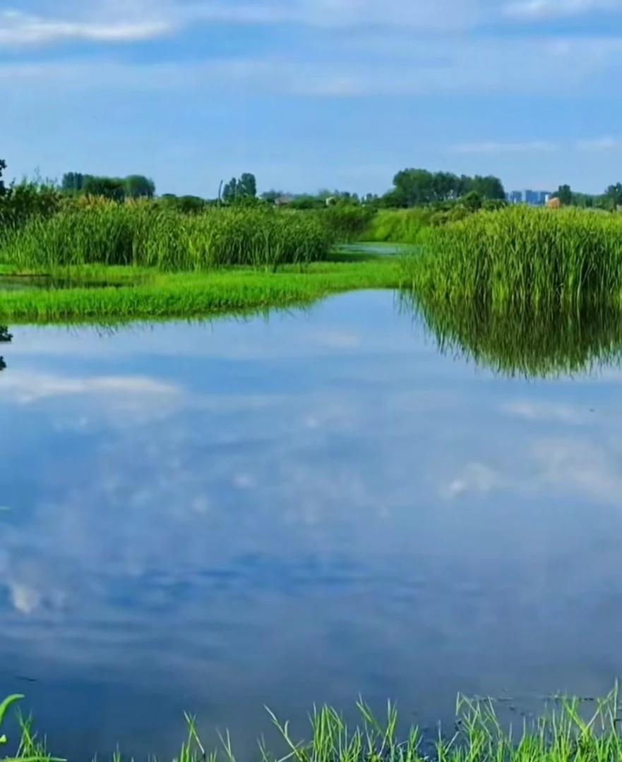 双塘村鸡鸭鹅蔬菜干货等等