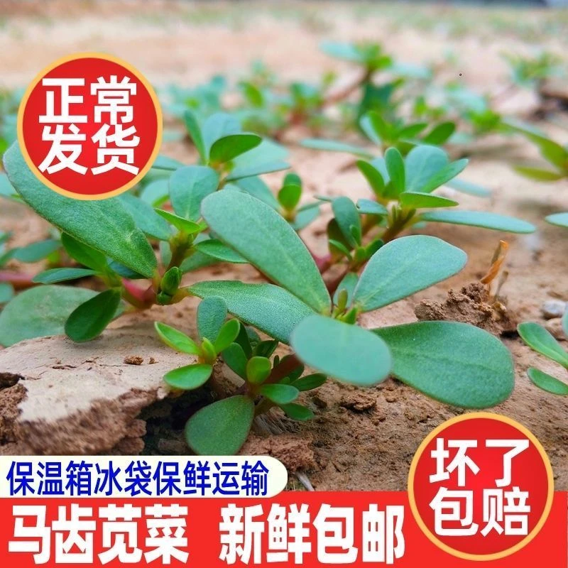 【顺丰包邮】新鲜现挖马齿苋野生马蜂菜野菜五行菜当季野菜蚂蚁菜