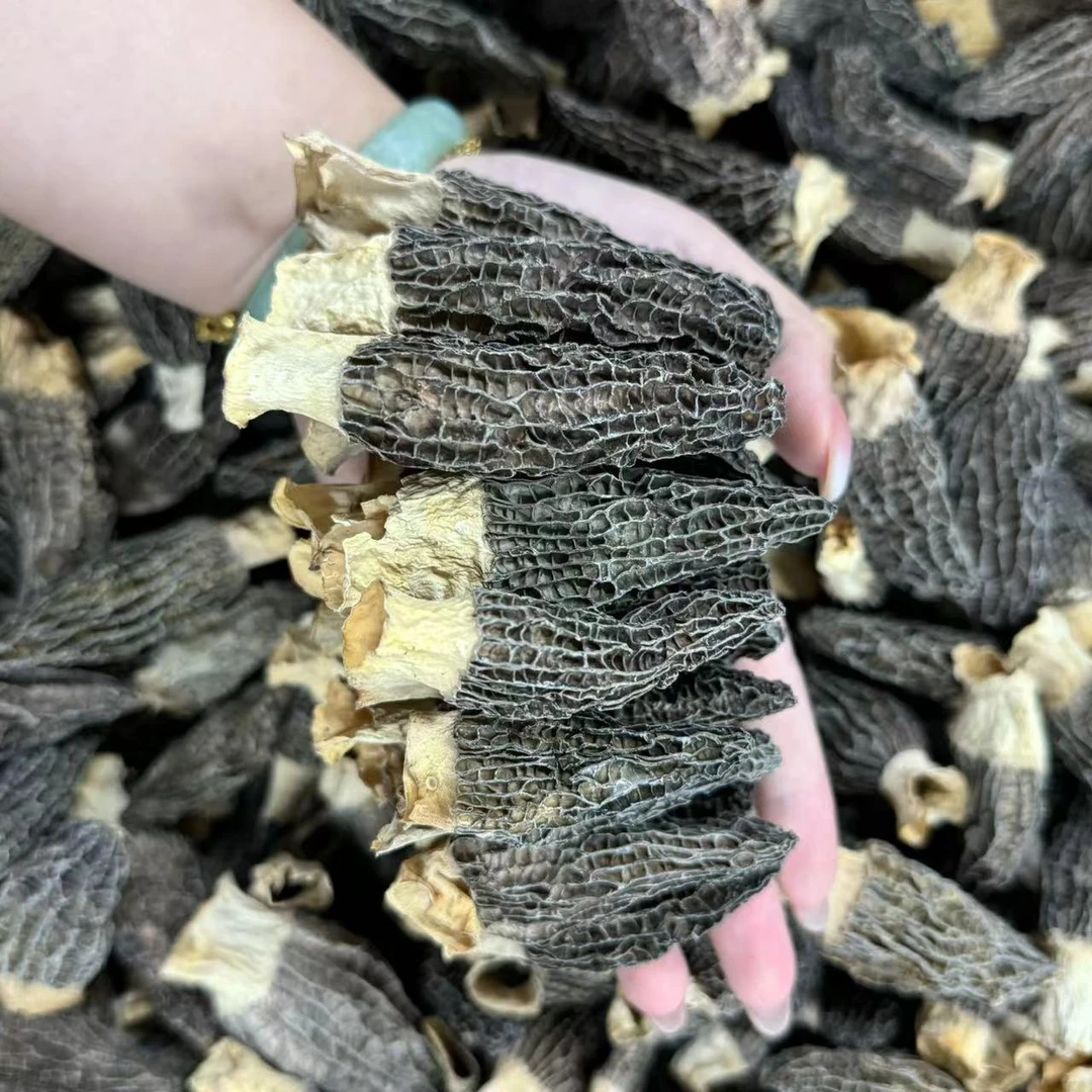 优质羊肚菌 大朵羊肚菌