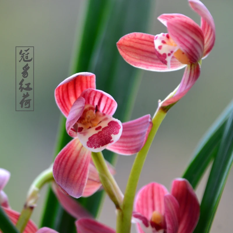 墨兰冠豸红荷莲瓣花苞浓香报岁鲜艳墨兰花卉植物盆栽栽培种植基地