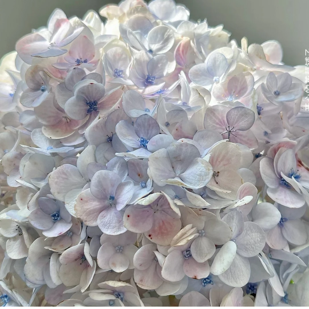 【油画莫奈桩子苗】新老枝开花修剪发货室内室外阳台花卉绿植盆栽