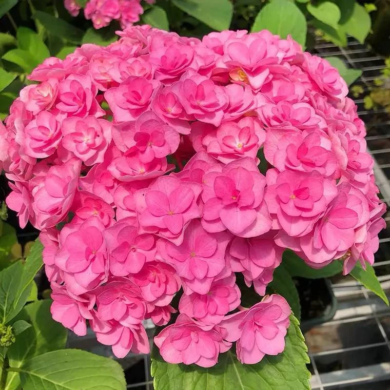 【太阳神殿桩子苗】新老枝开花修剪发货室内室外阳台花卉绿植盆栽