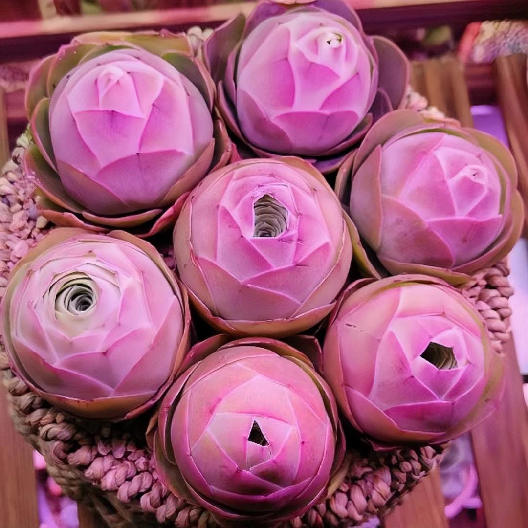 多肉 山地玫瑰优选水蜜桃 粉耶罗酒杯鸡蛋帕尔玛 室内 防辐射绿植