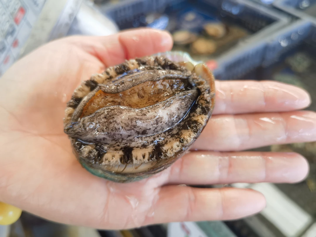 鲜活8头鲍鱼9元/只