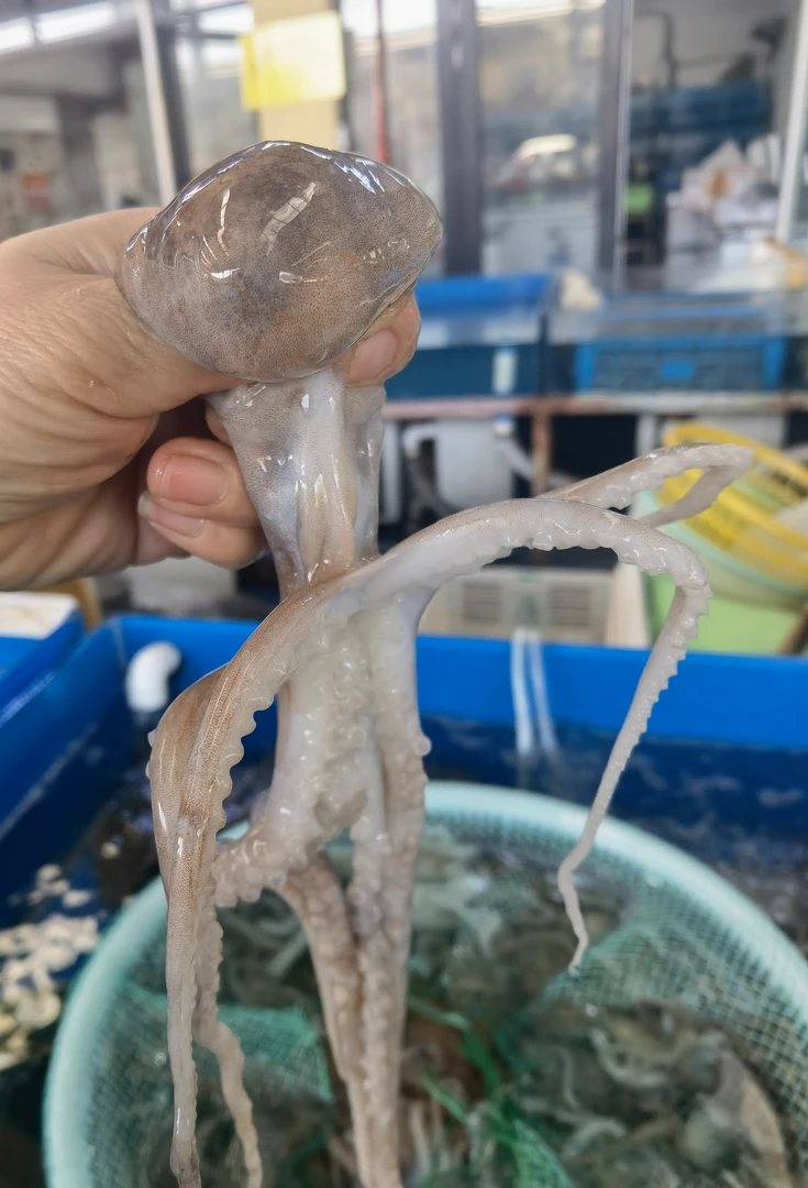 烟台活八带