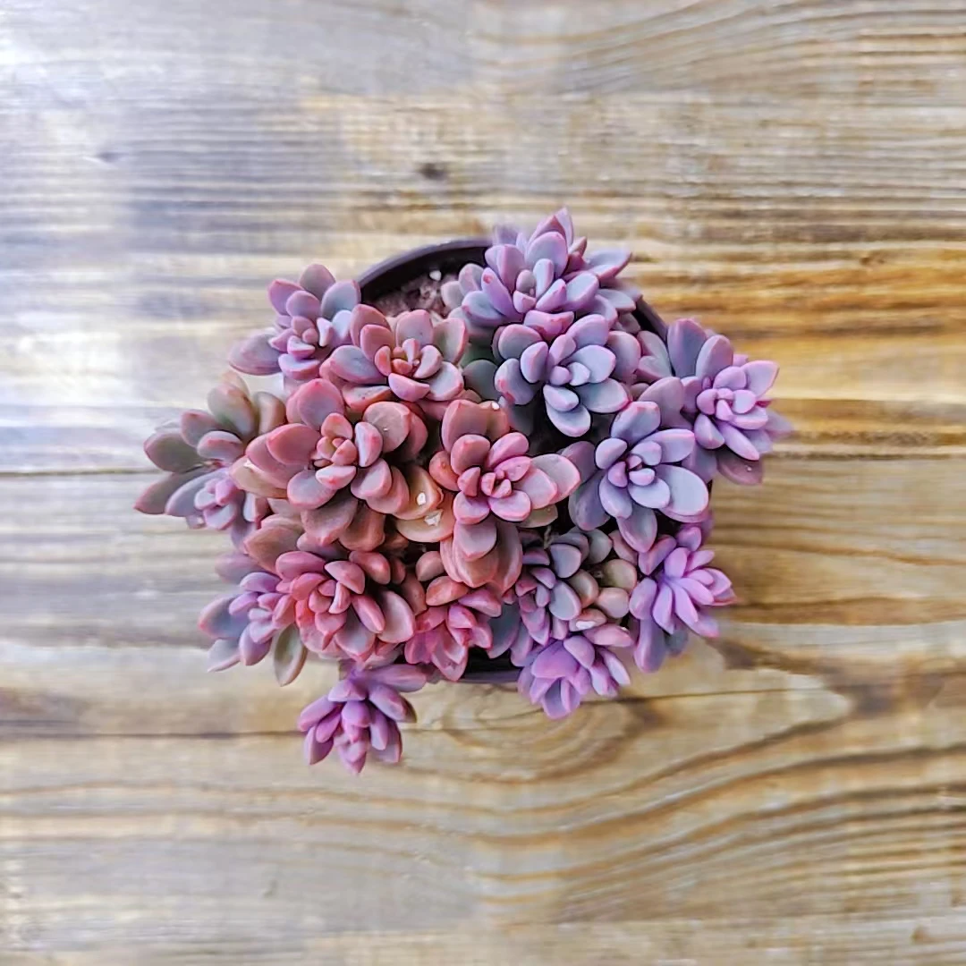 【紫芯多肉 满9.9包邮】阳台露台绿植栽种养护 一棵