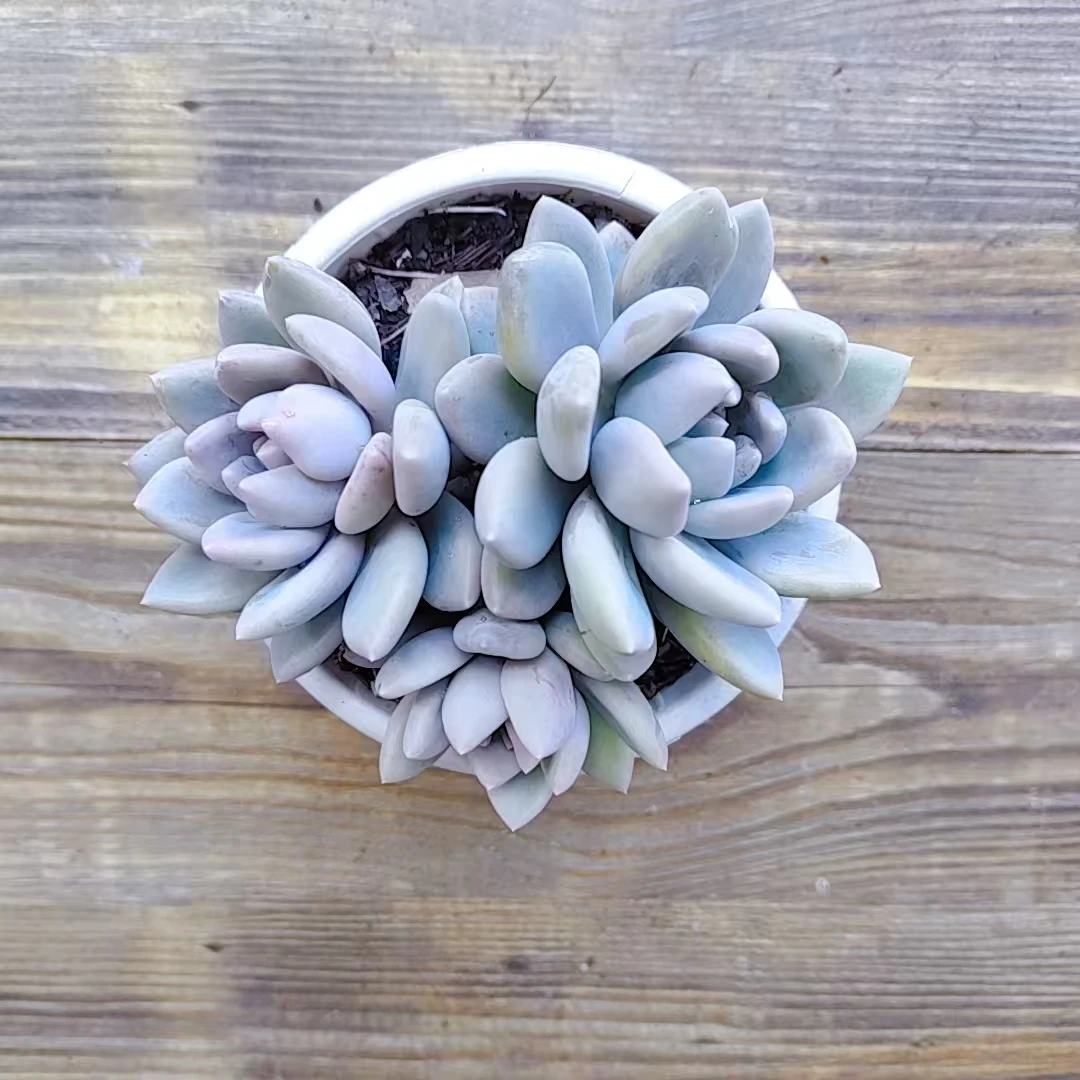 【胖美人多肉一颗 】阳台露台绿植栽种养护